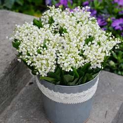 Muguet blanco, Lirio del Valle blanco